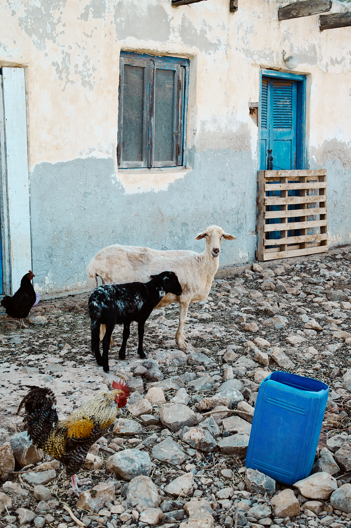 Brebis sur la plage de Vathy