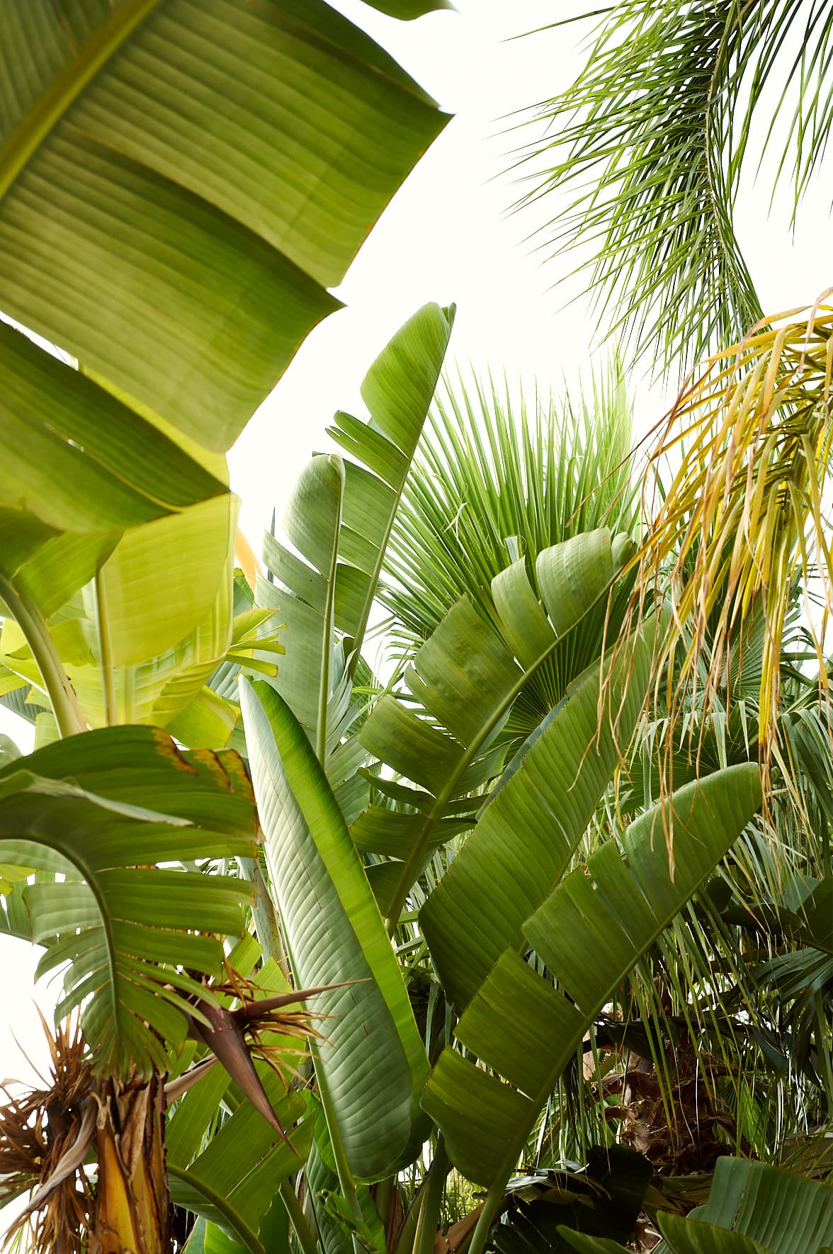 Jardin entourant le Kross Coffee Roasters