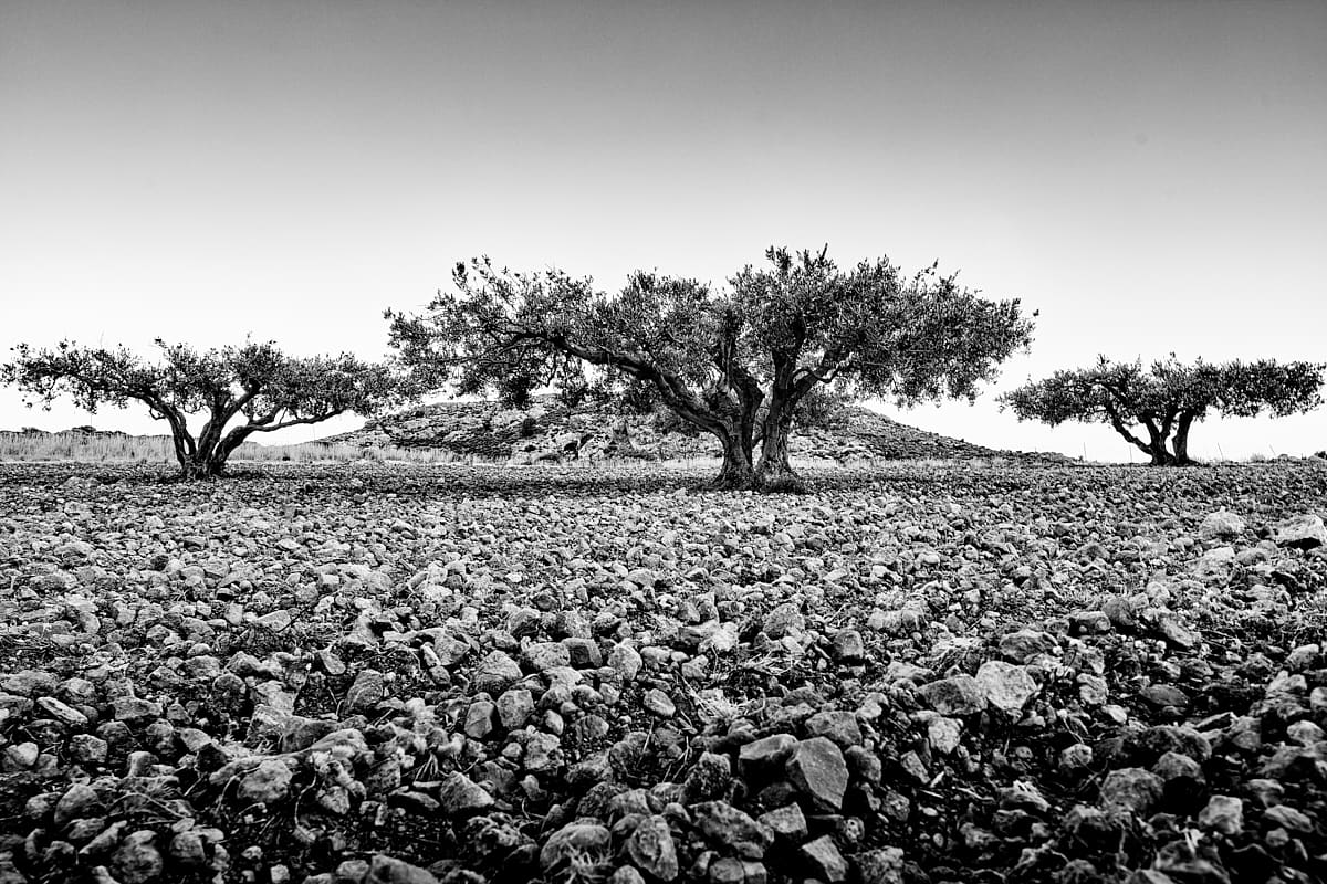 Oliveraie dans la région de Ziros, Crète