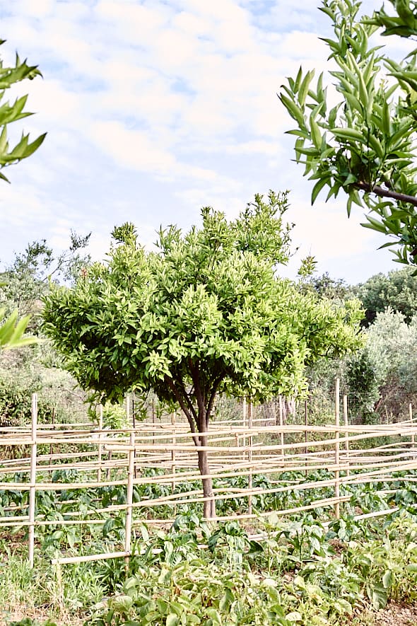 Dalabelos Estate, Angeliana, Crète. 