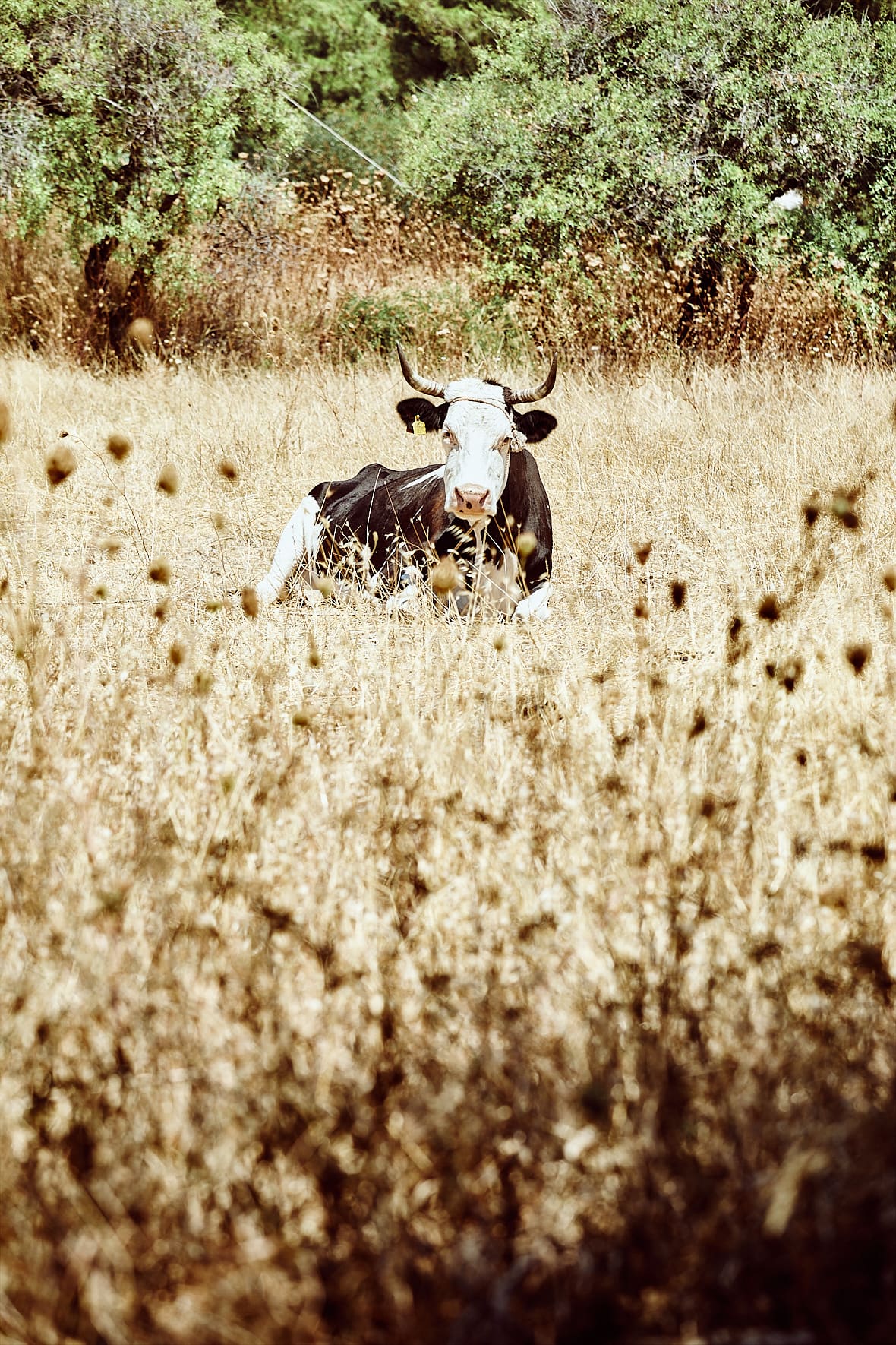 Vache sur la plage de Paleopoli, Cythère, Grèce