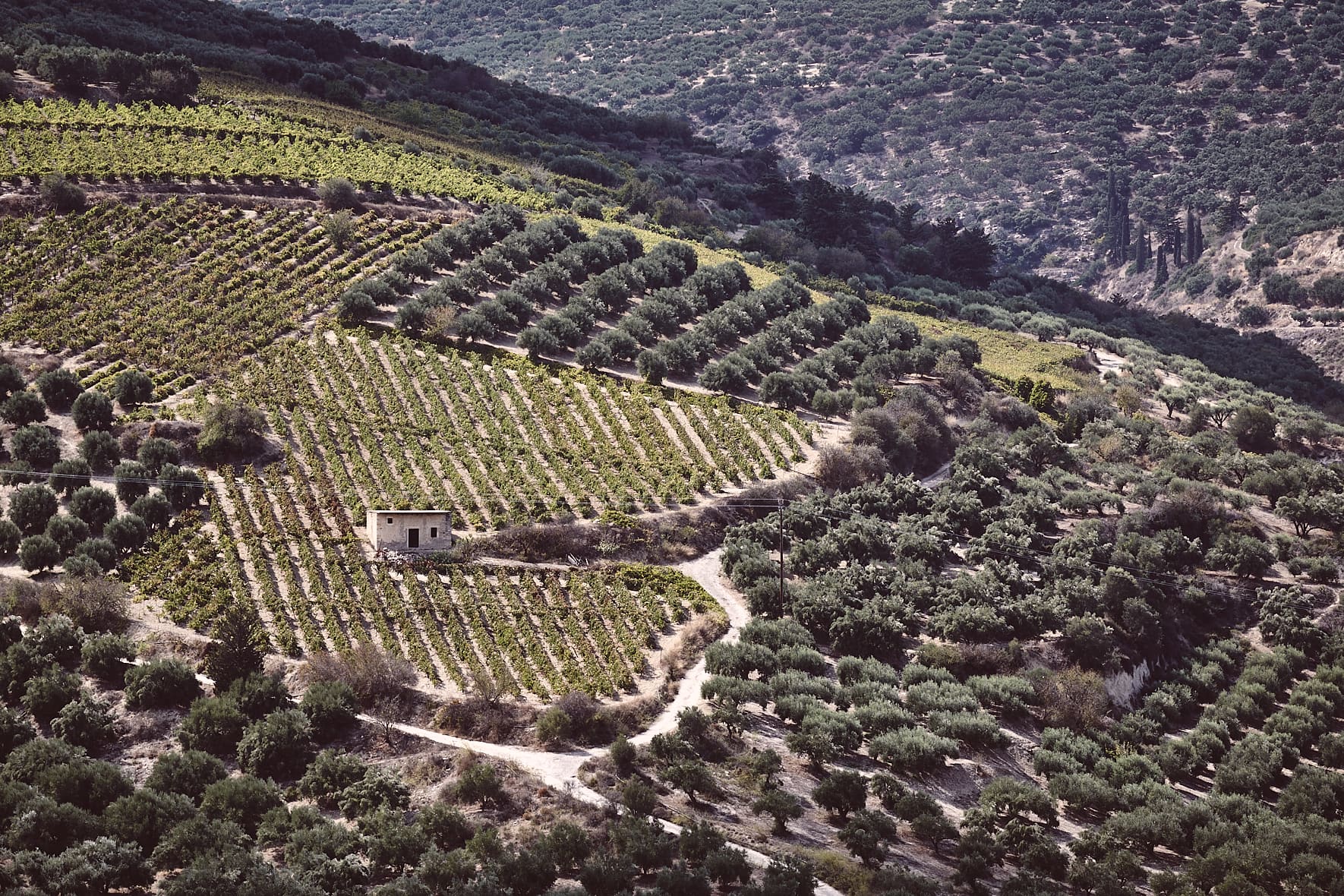 Vignoble et Oliveraies en Crète, Grèce Vignoble et Oliveraies en Crète, Grèce