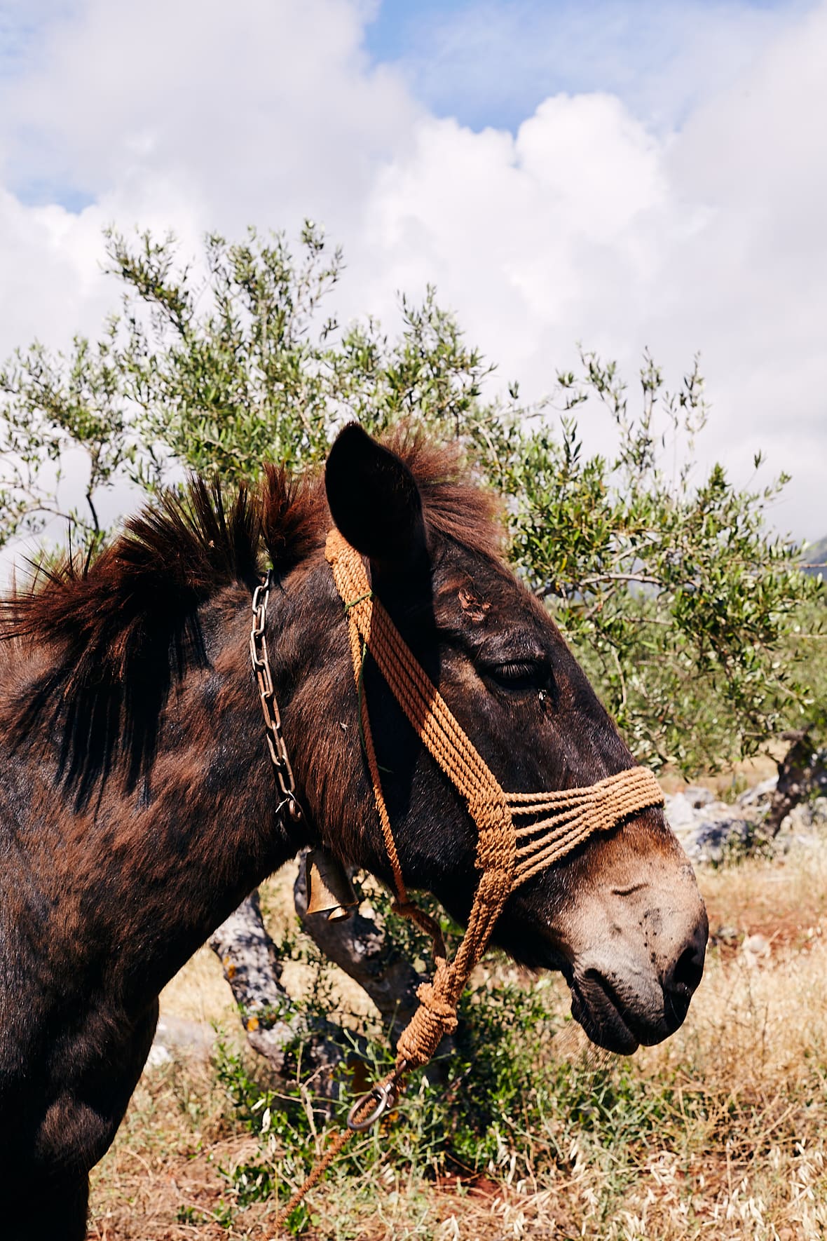 Un âne dans le Magne, Grèce