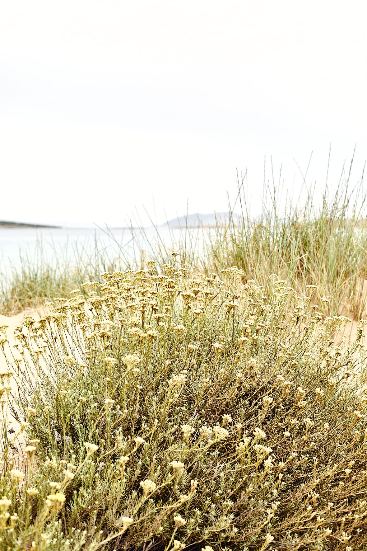 Plage à Santa Maria, île de Paros Cyclades, Grèce