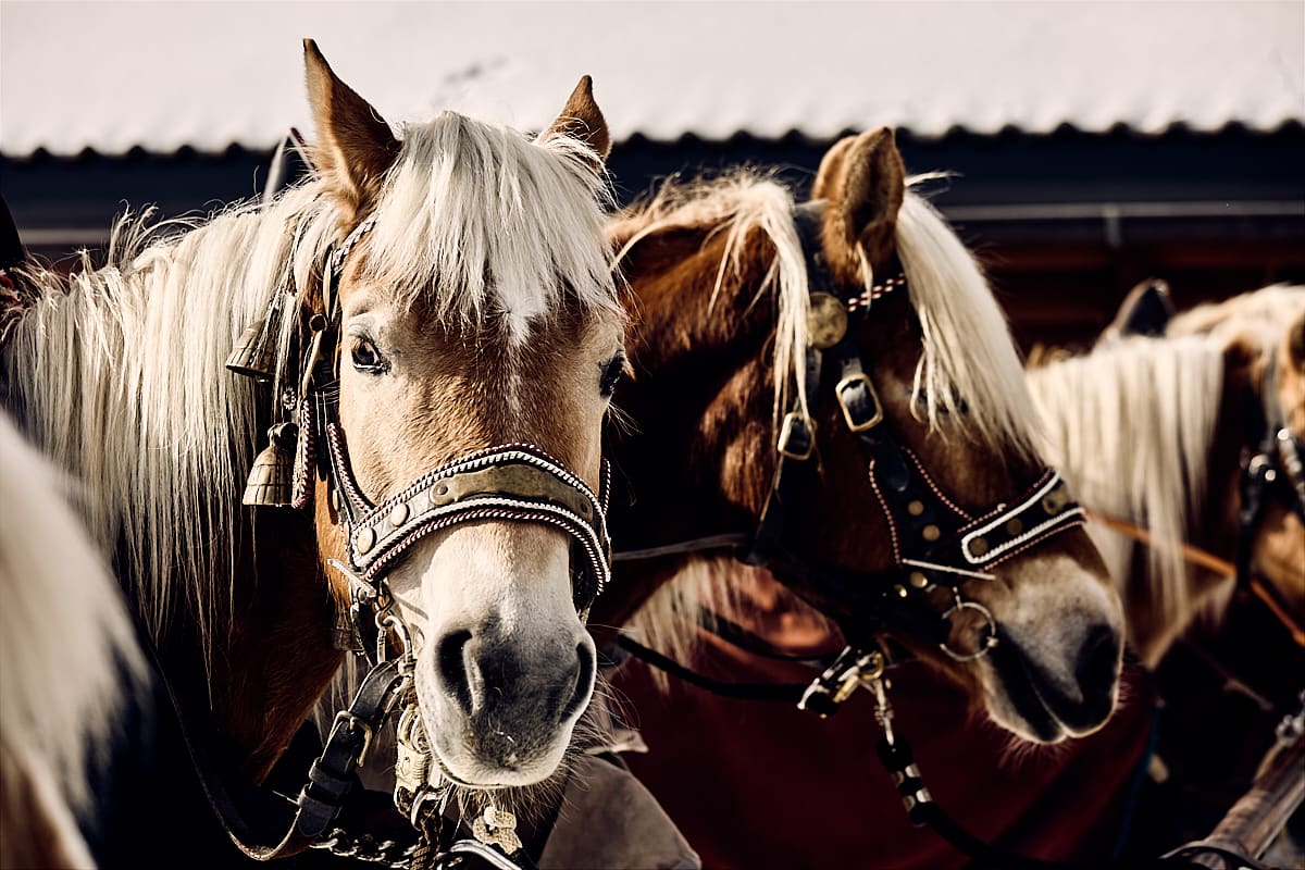 Dolomites | Chevaux