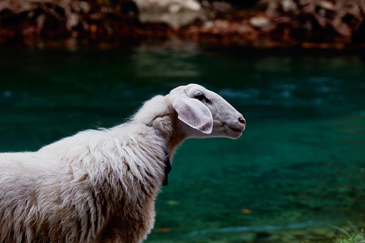 Mouton sur le bord du Voïdomatis | Zagori, Epire Mouton sur le bord du Voïdomatis | Zagori, Epire