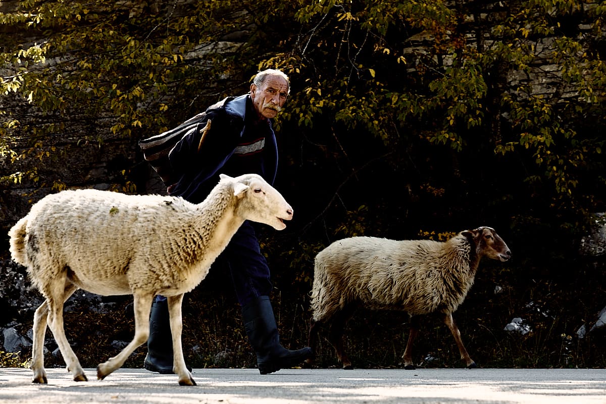 Berger à Oxia | Zagori, Epire