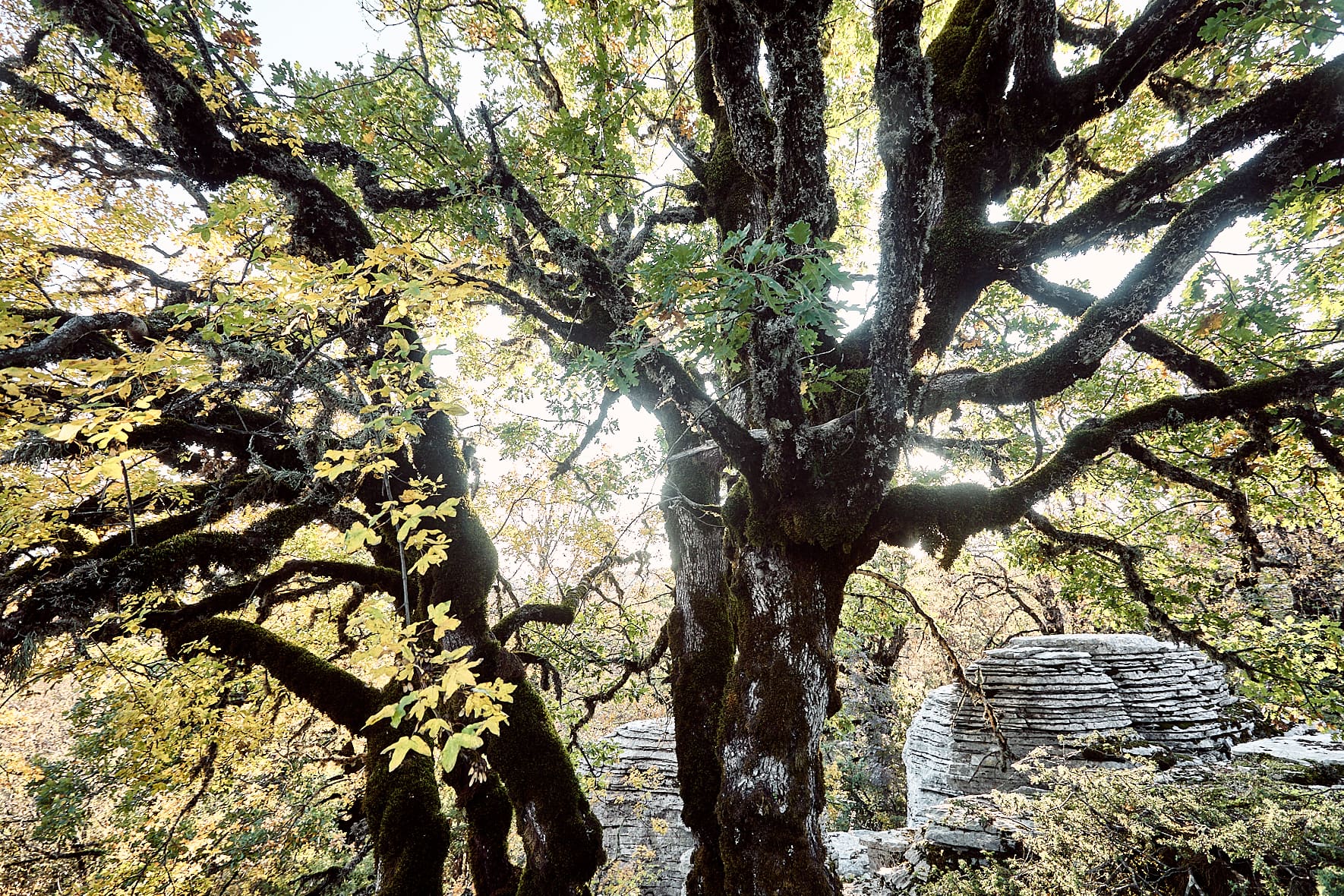 Forêt d'Oxia à Monodendri, Épire, Grèce