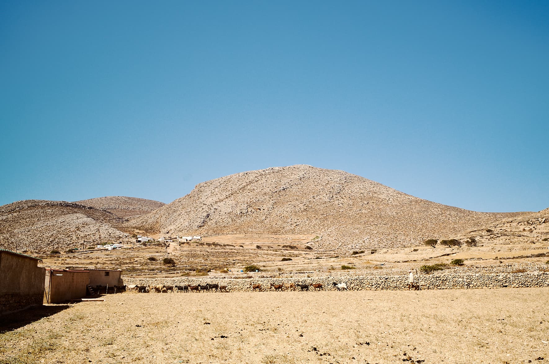 Le berger Sidéris et son troupeau