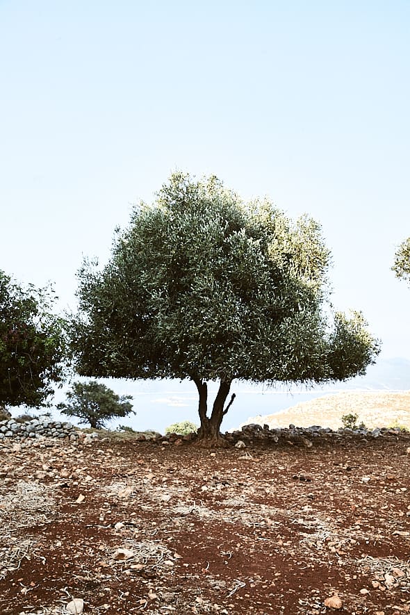 Un olivier dans la campagne de Kastellorizo, Dodécanèse, Grèce. Un olivier dans la campagne de Kastellorizo, Dodécanèse, Grèce.