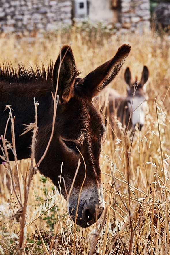 Aeropoli | Anes dans un champs près de l'hôtel Antarès.. 