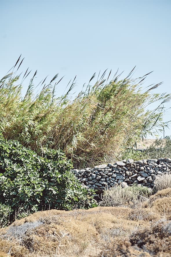 Giorgos Xidatis, Xidakis Microwinery, Mykonos, Grèce. 