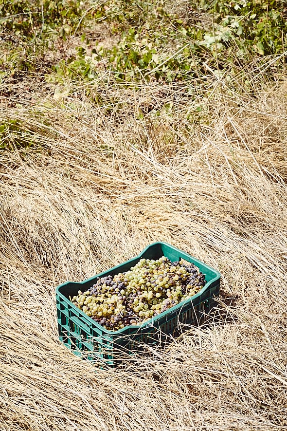 Giorgos Xidatis, Xidakis Microwinery, Mykonos, Grèce. 