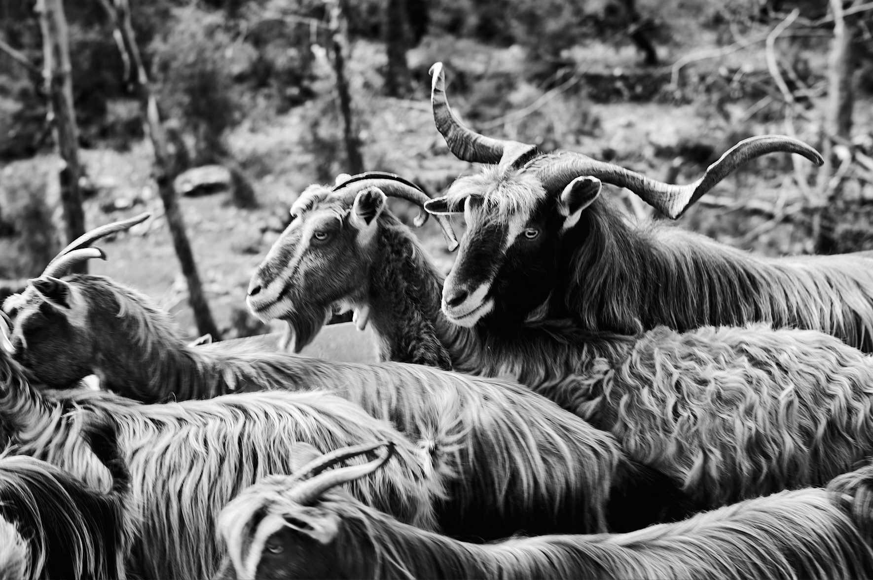 Le Carnaval de Nedoussa