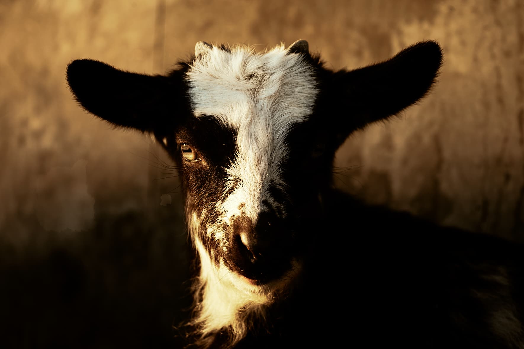 Ferme de Panayiotis Kokovos