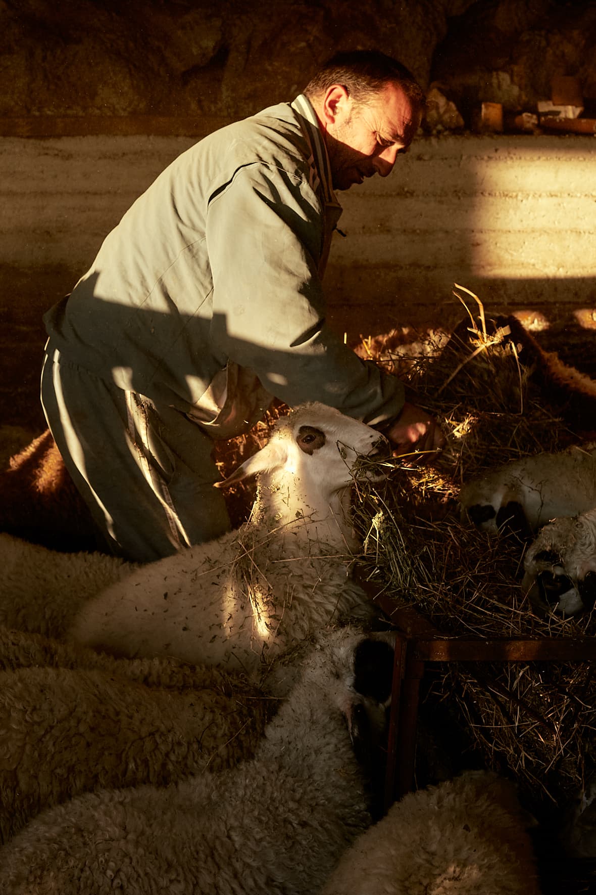 Ferme de Panayiotis Kokovos