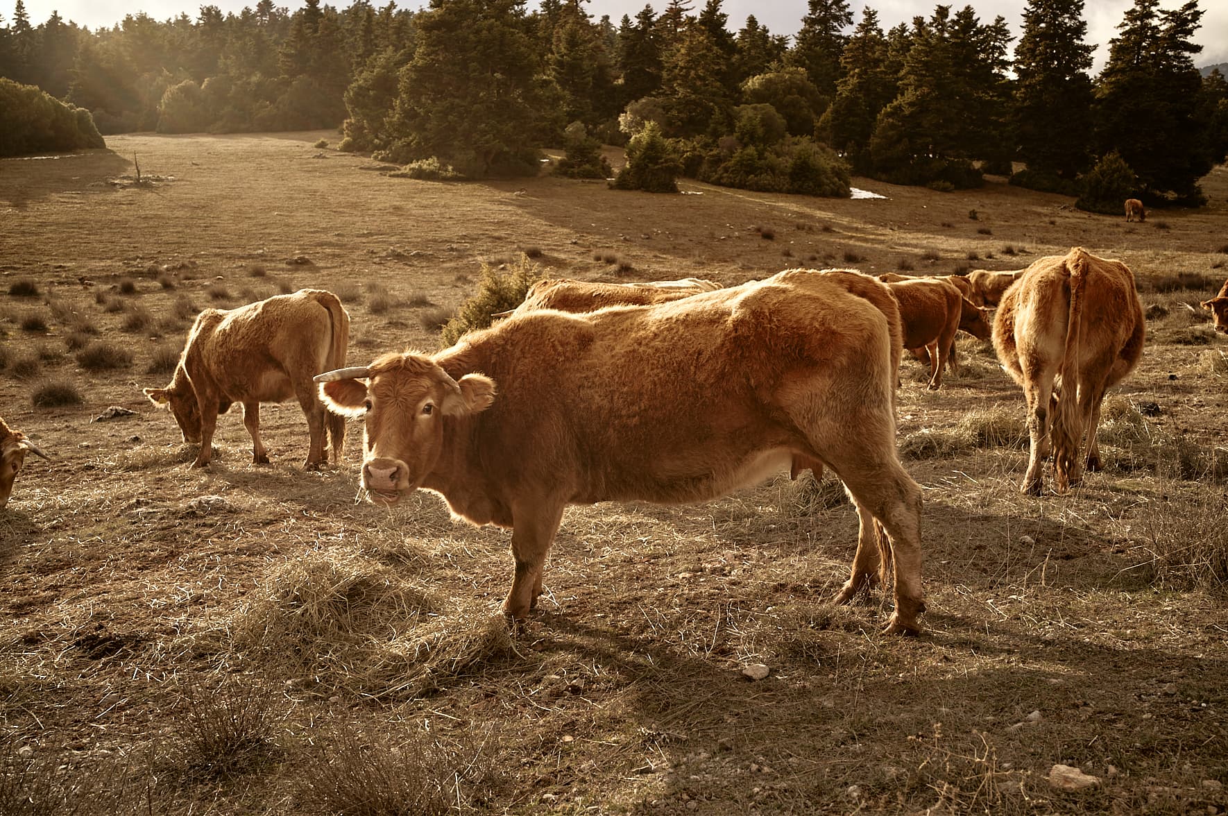 Pâturages dans le Mont Parnasse