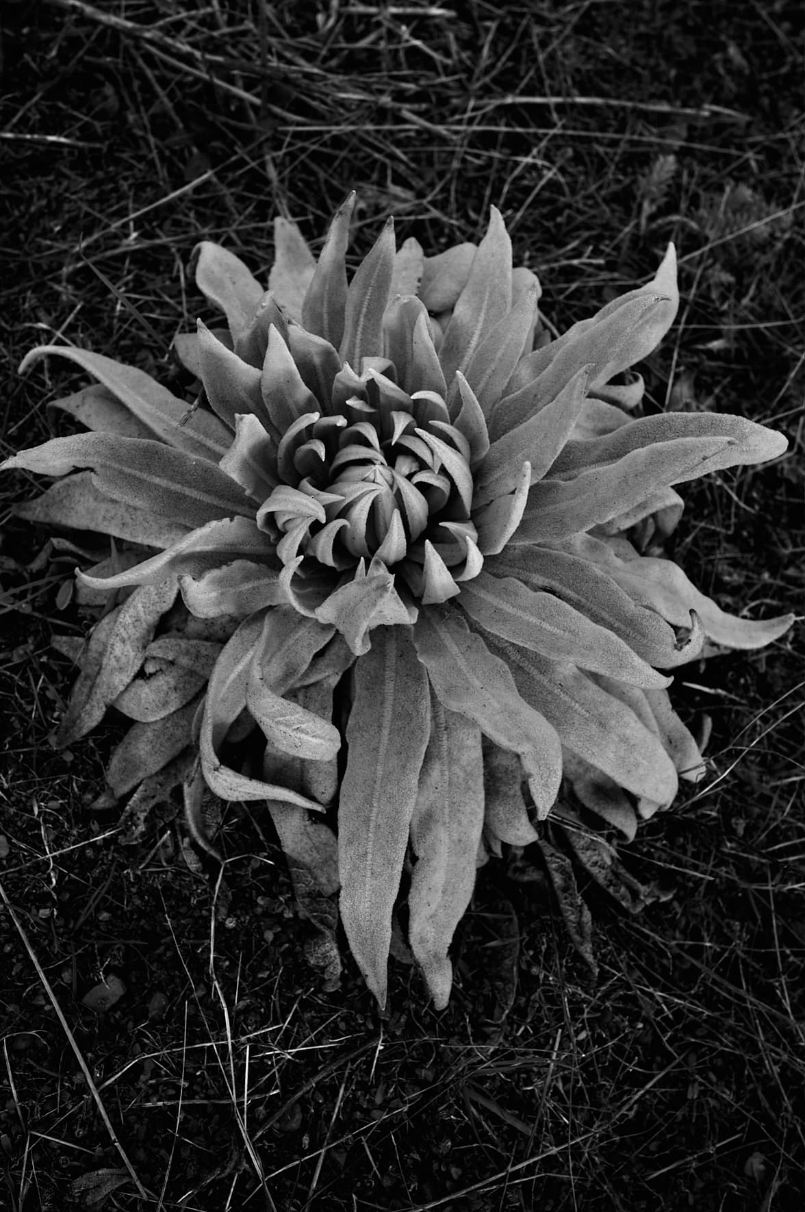 Flore du Mont Parnase