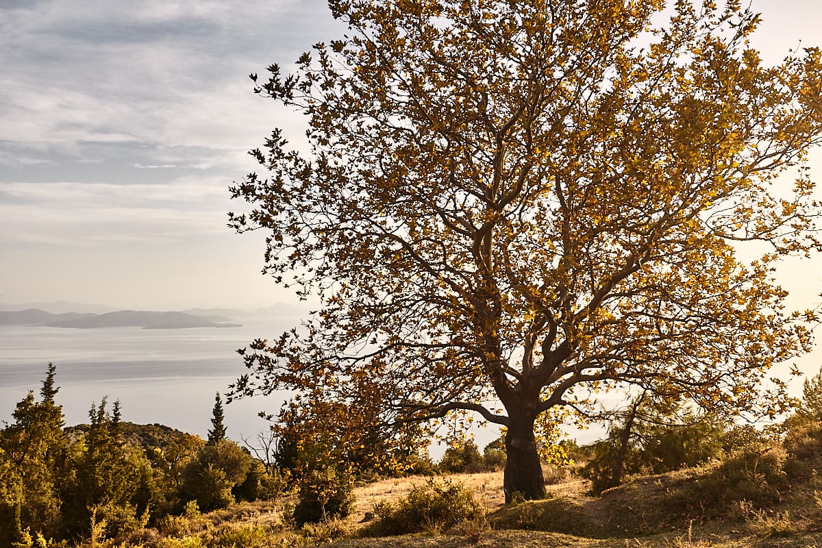 Pélion | Arbre non loin de Pinakatès