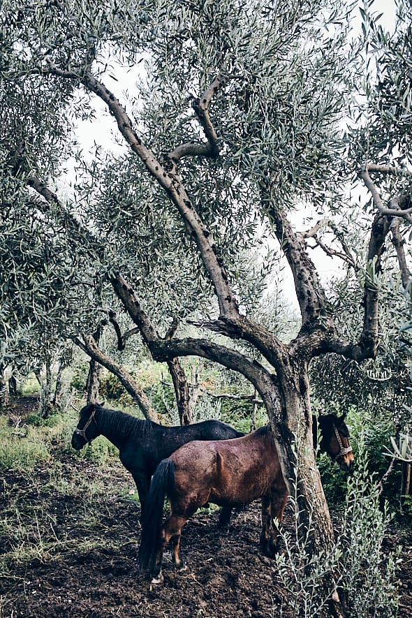 Pélion | Cheval Pélion | Cheval