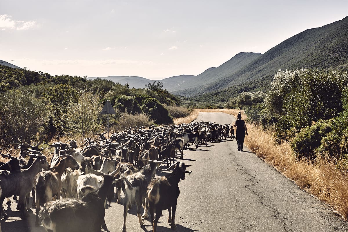 Troupeau dans le Zarakas, Péloponnèse, Grèce Troupeau dans le Zarakas, Péloponnèse, Grèce