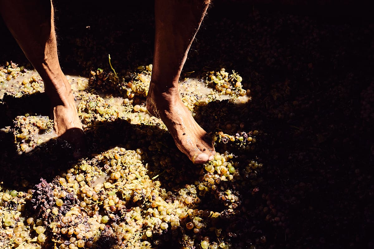 Foulage du raisin à l'hôtel Kinsterna près de Monemvasia, Péloponnèse, Grèce