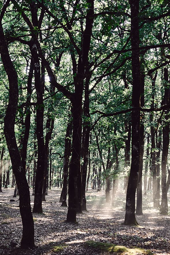 Forêt de Foloï, Péloponnèse, Grèce. Forêt de Foloï, Péloponnèse, Grèce.