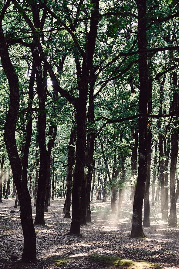 Forêt de Foloï, Péloponnèse, Grèce. 