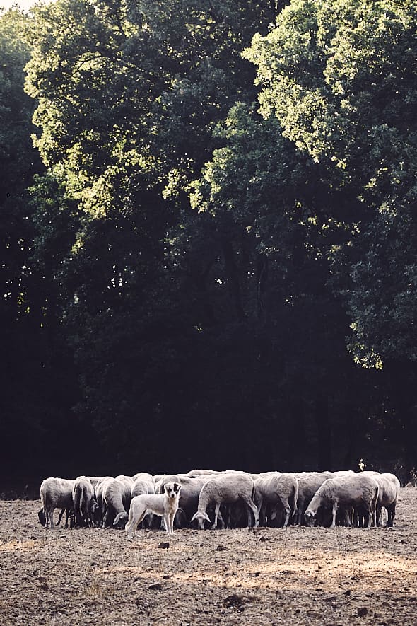 Forêt de Foloï, Péloponnèse, Grèce. Forêt de Foloï, Péloponnèse, Grèce.