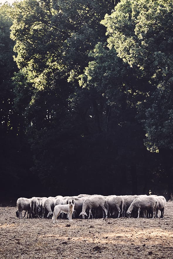 Forêt de Foloï, Péloponnèse, Grèce. 