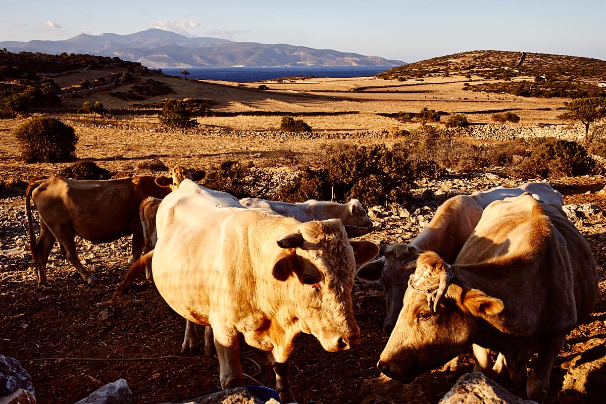 Schinoussa | Vache et campagne