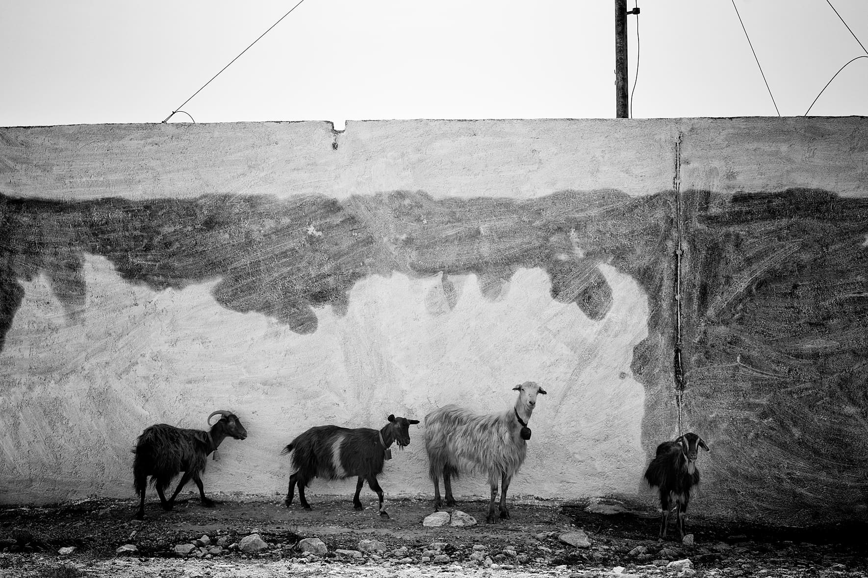 Chèvres sur l'île de Donoussa, Petites Cyclades, Grèce