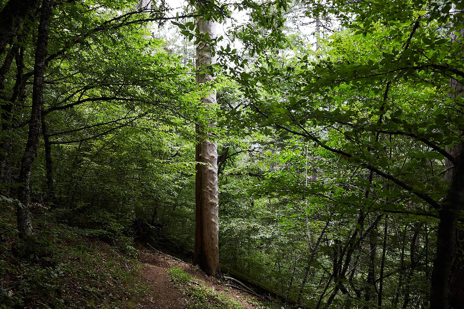 Forêt à Vovousa, Pinde, Épire, Grèce