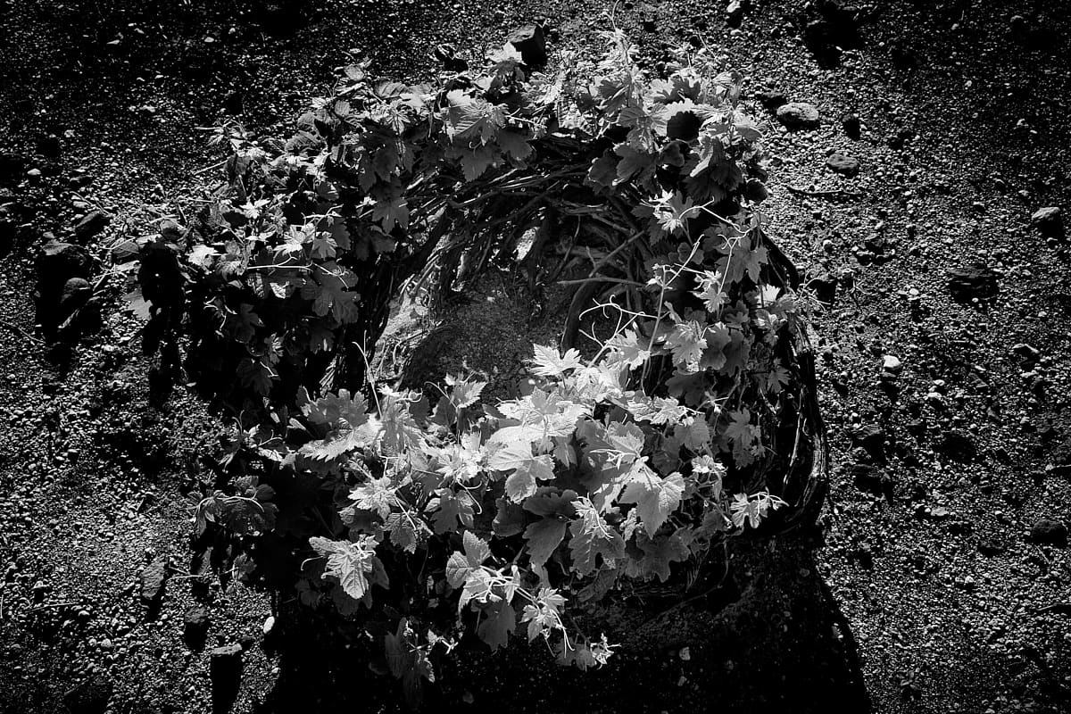 Santorin | Vigne tressée en couronne