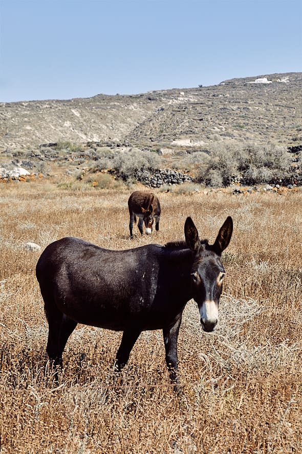 Ânes à Thirassia, Cyclades, Grèce. 