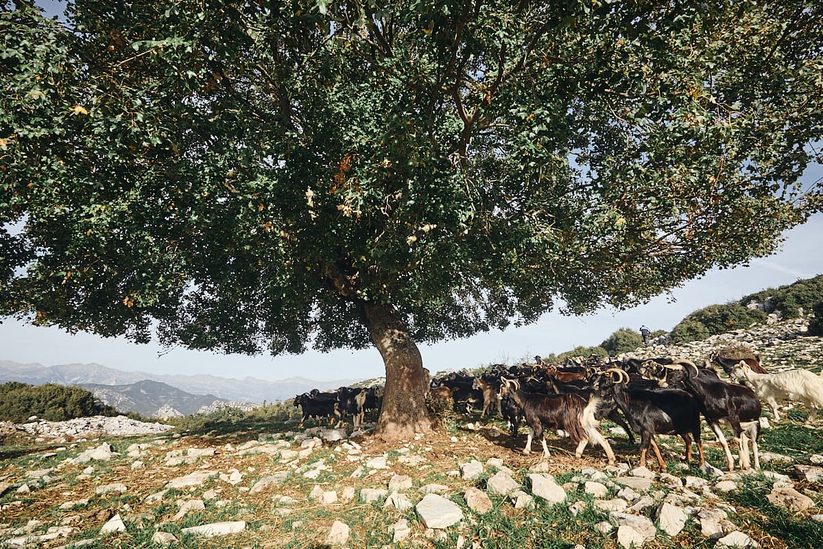 Berger sur le Xirovouni, Tzoumerka, Épire Berger sur le Xirovouni, Tzoumerka, Épire