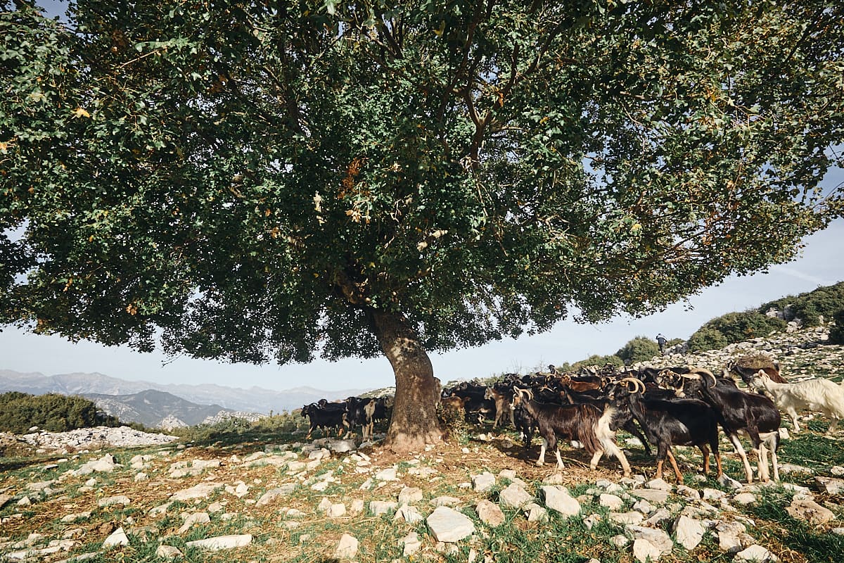 Berger sur le Xirovouni, Tzoumerka, Épire