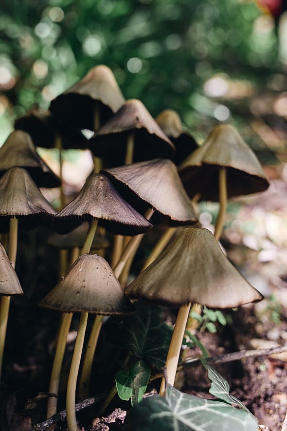 Champignons, Tzoumerka, Épire. Champignons, Tzoumerka, Épire.